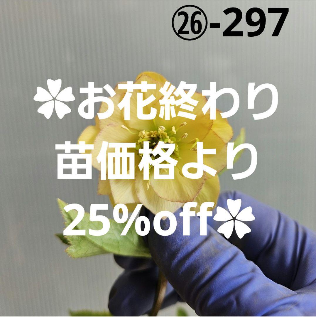 ✿㉖-297クリスマスローズ 美発色】広瀬園芸 クリスマスローズ ディープレッド dd ♣︎広瀬園芸