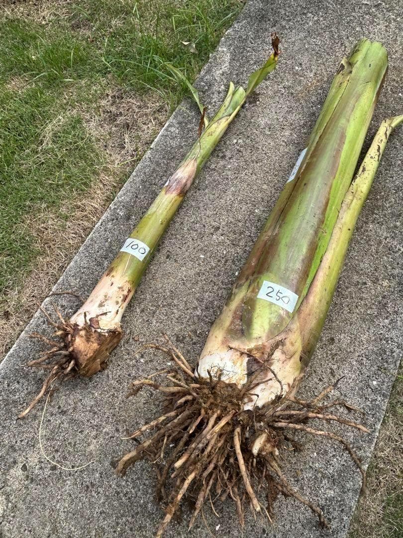 準親株。255㎝来夏収穫濃厚◆ドワーフ・ヌアンジュンバナナ◆TV放映。低木耐寒強