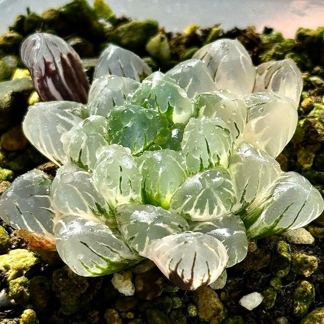 実生オブツーサ錦 糊斑 超美株 ハオルチア 観葉植物 61 - メルカリ