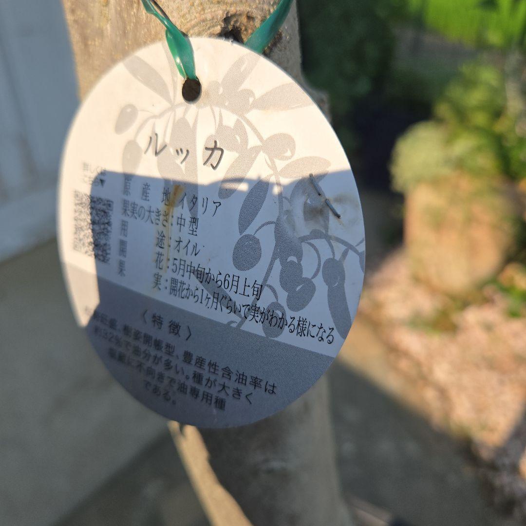 とり様専用オリーブの木 【ルッカ】15号 特大苗木最高等級 - メルカリ