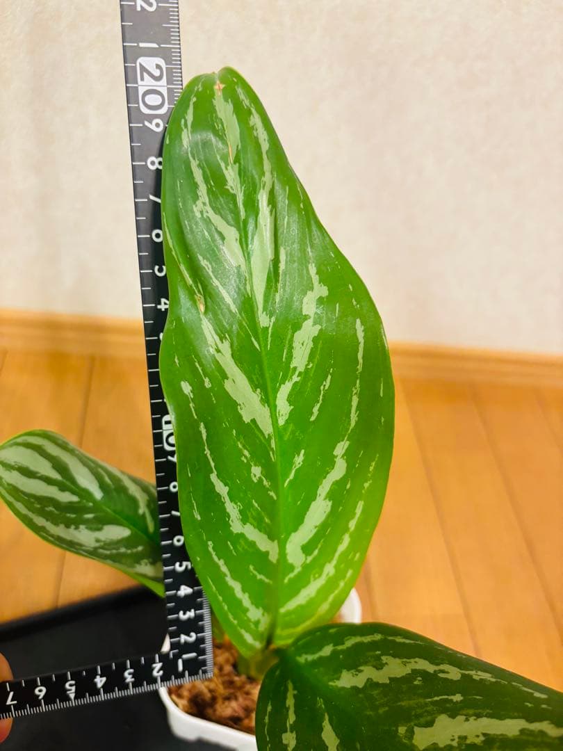 本物】美株 アグラオネマ カーティシー D株（管理番号） 葉傷あり赤枠