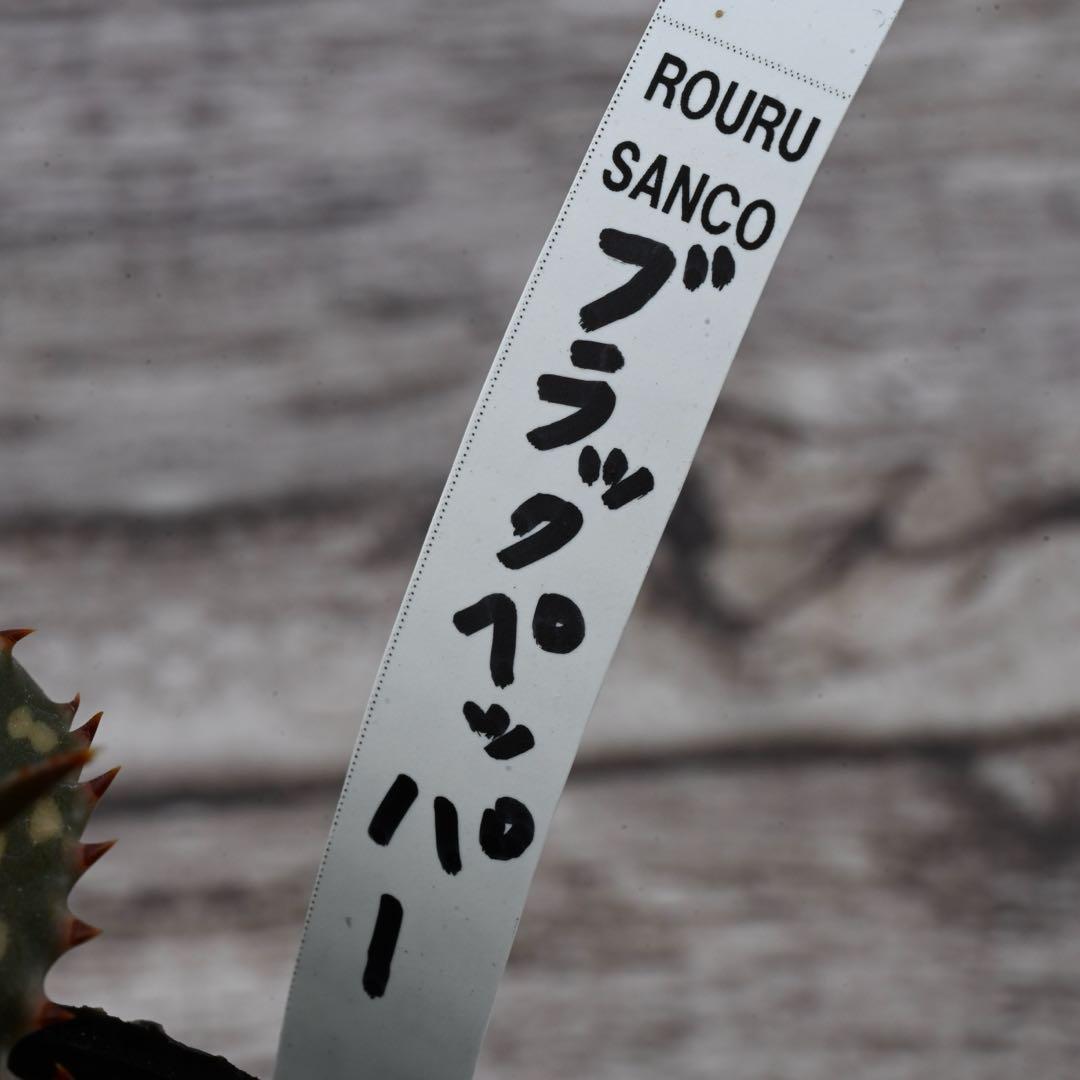 アロエ 美苗 ブラックペッパー Black pepper 多肉植物 レア