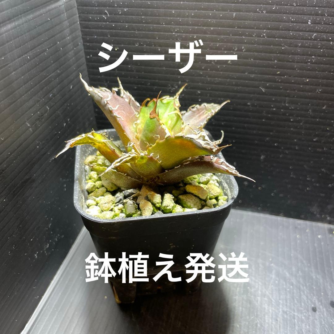 スプリングセール数量限定 アガベチタノタ シーザー① 安心の発根済