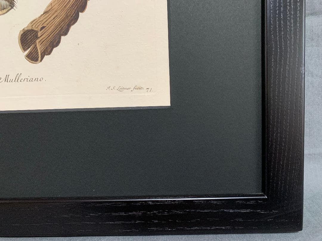 アンティーク ラインベルガー書『動物図解書の額』 中に燃え跡のある