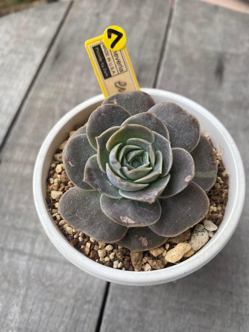 ラスト⑦ 希少丸葉タイプ　エリキュラミス