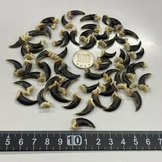 コヨーテ　coyote　爪（ブラック）20本セット COTTON DUCK/LEATHER COMBINATION MILITARY BOOTS(22.5 Khaki