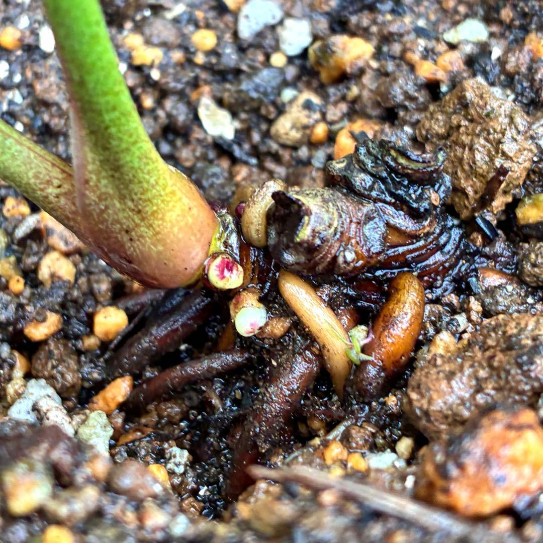 ヒ*ロ様 ❤️プクプク新芽❤️121⭐️極上⭐️【ソレイユ】クリスマスローズ