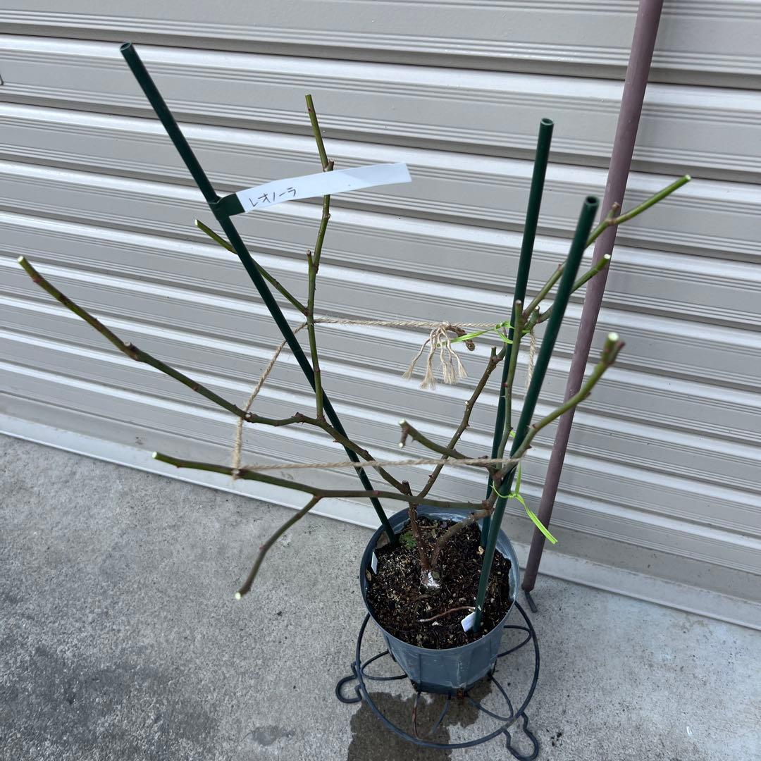 同梱で2鉢目〜¥1000お値引き】バラ芽接ぎ苗／中苗／