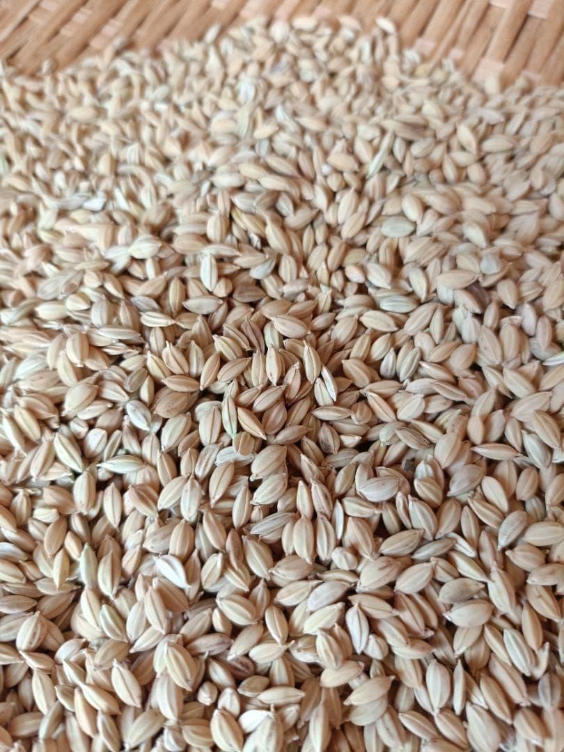 農薬不使用 7年産 ハッピーヒル（うるち）籾 3k 種籾 陸稲 - メルカリ