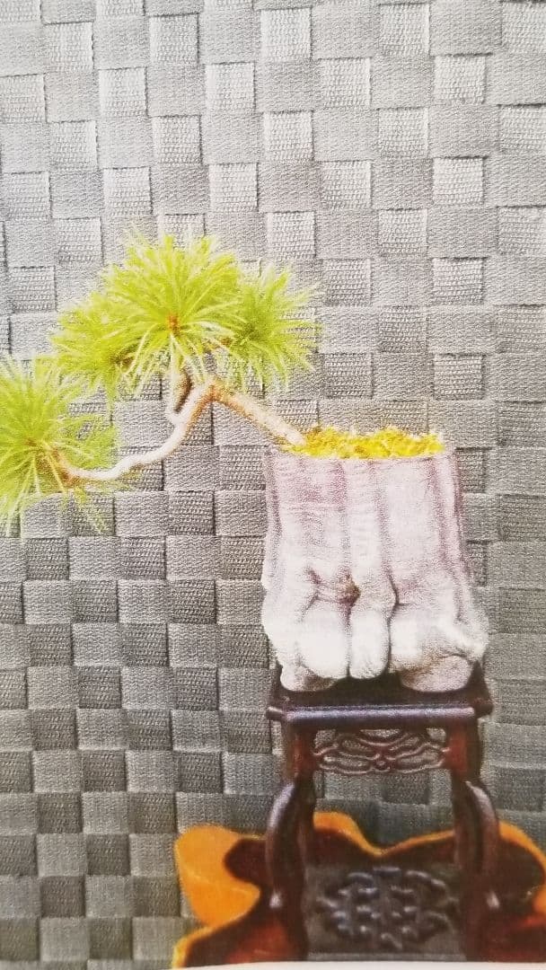 五葉松 五葉松 | 株式会社 四季彩グリーン