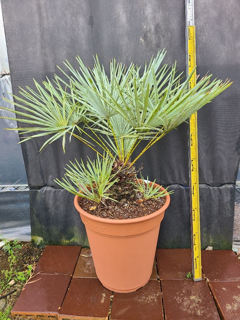 チャメロプス フミリス セリフィラ 10→12号鉢大株 高さ80cm 13年もの