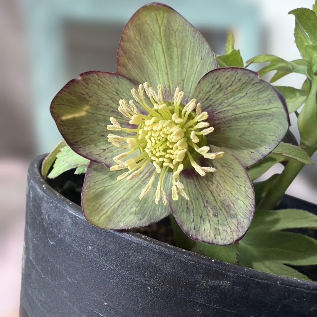 【広瀬園芸】原種交配　クリスマスローズ　トルカータス系ベインss《2/13》