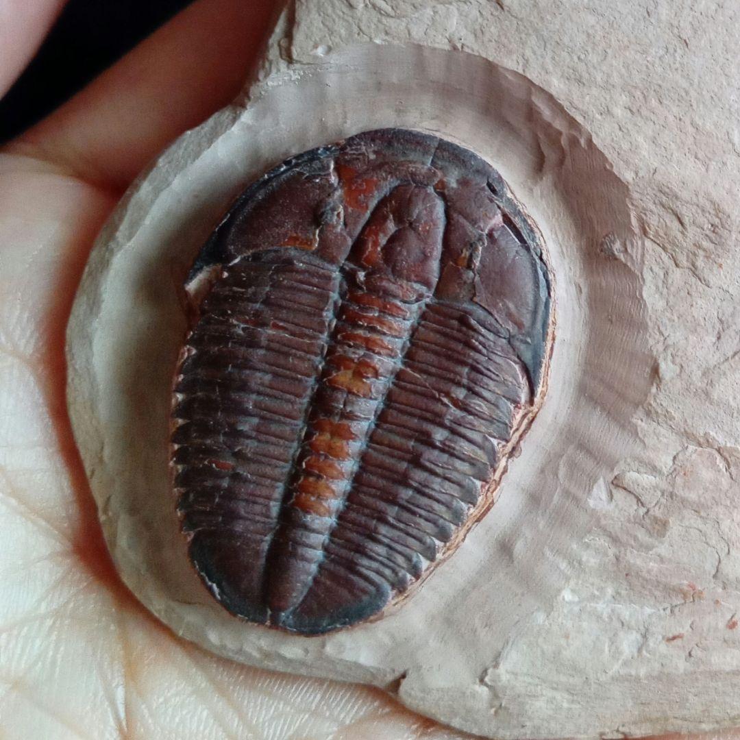 三葉虫　エルラシア　レッド　特大　33mm　ＵＳＡ　完全体　極美麗　極めて希少