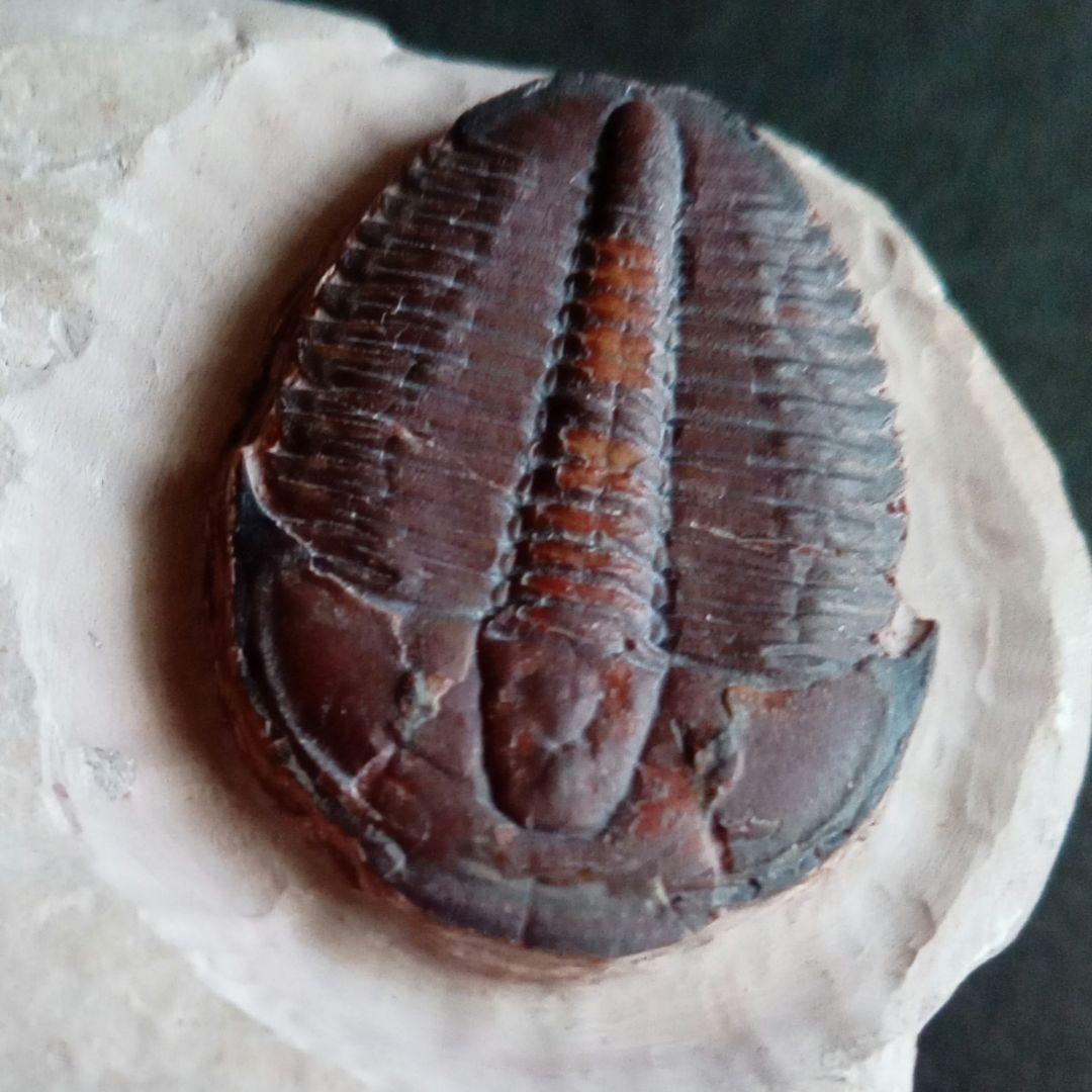 三葉虫　エルラシア　レッド　特大　33mm　ＵＳＡ　完全体　極美麗　極めて希少