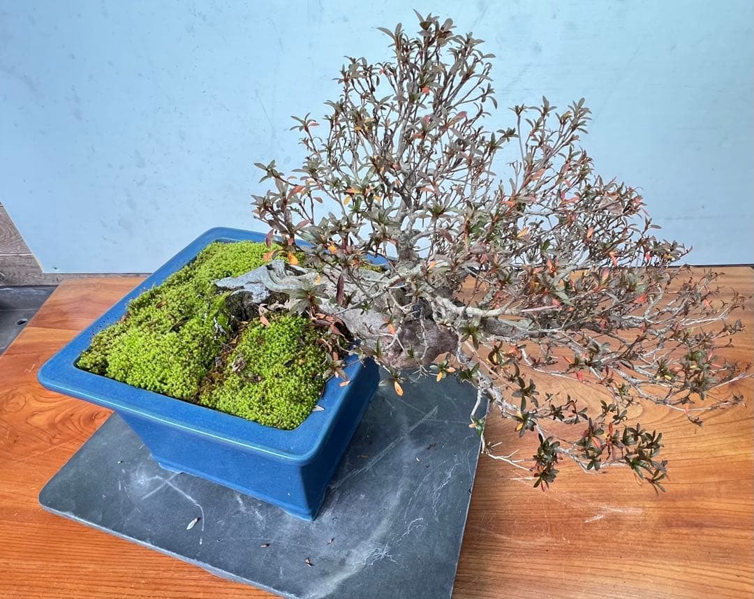 さつき 皐月盆栽 金采 半懸崖 サバ幹 横幅約50センチ - メルカリ