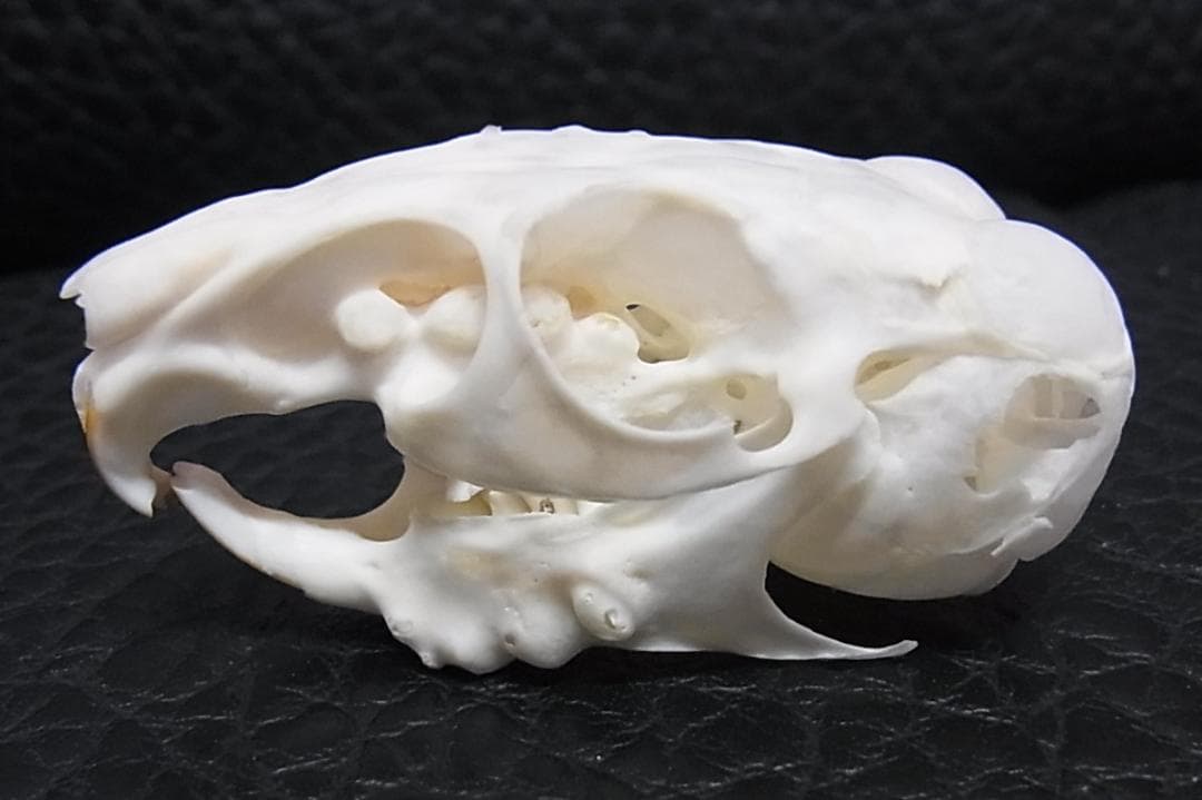 高品質　レア　オナガチンチラ 頭骨