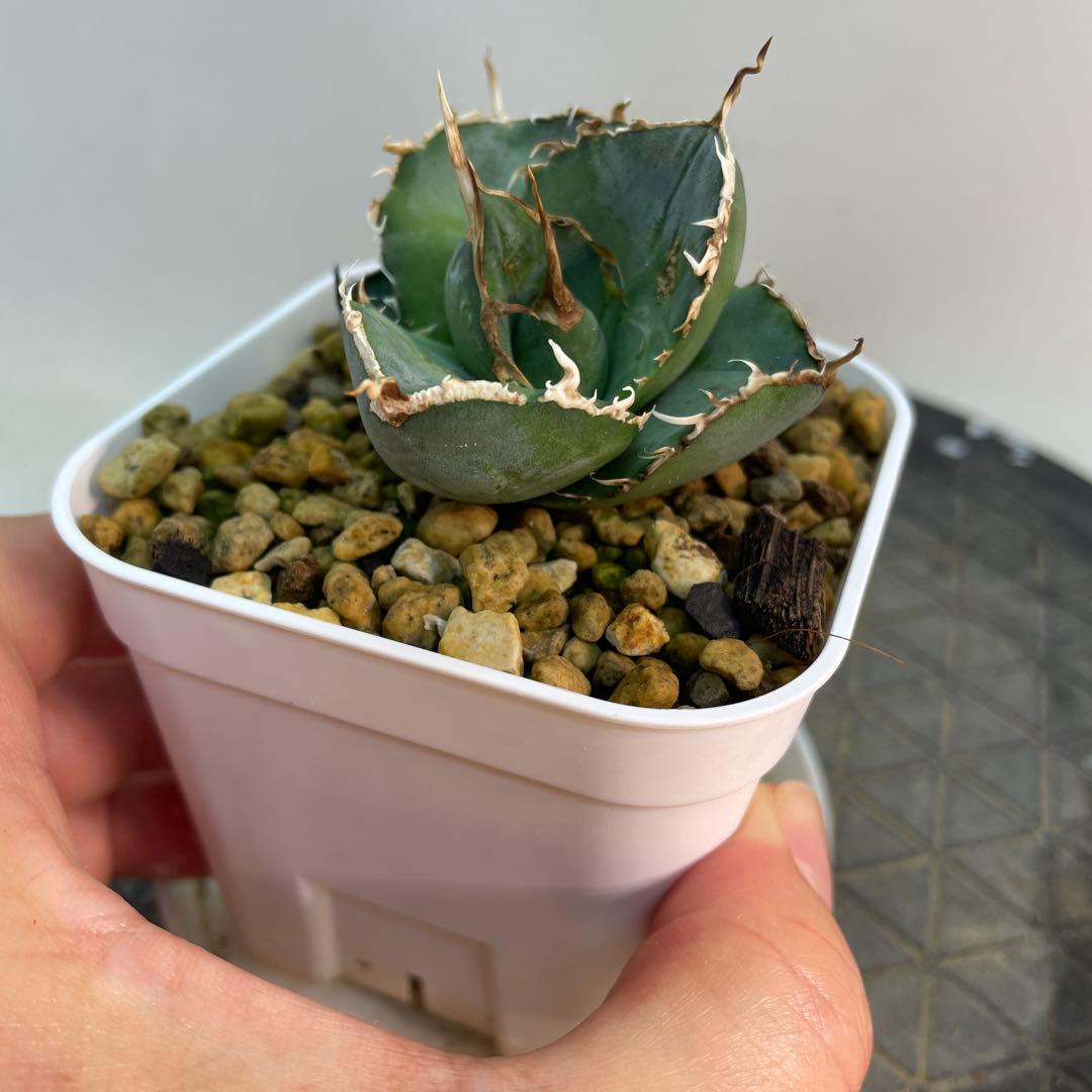 アガベ オテロイ US由来 チタノタ ブルー葉系 活着株鉢ごと発送 特選