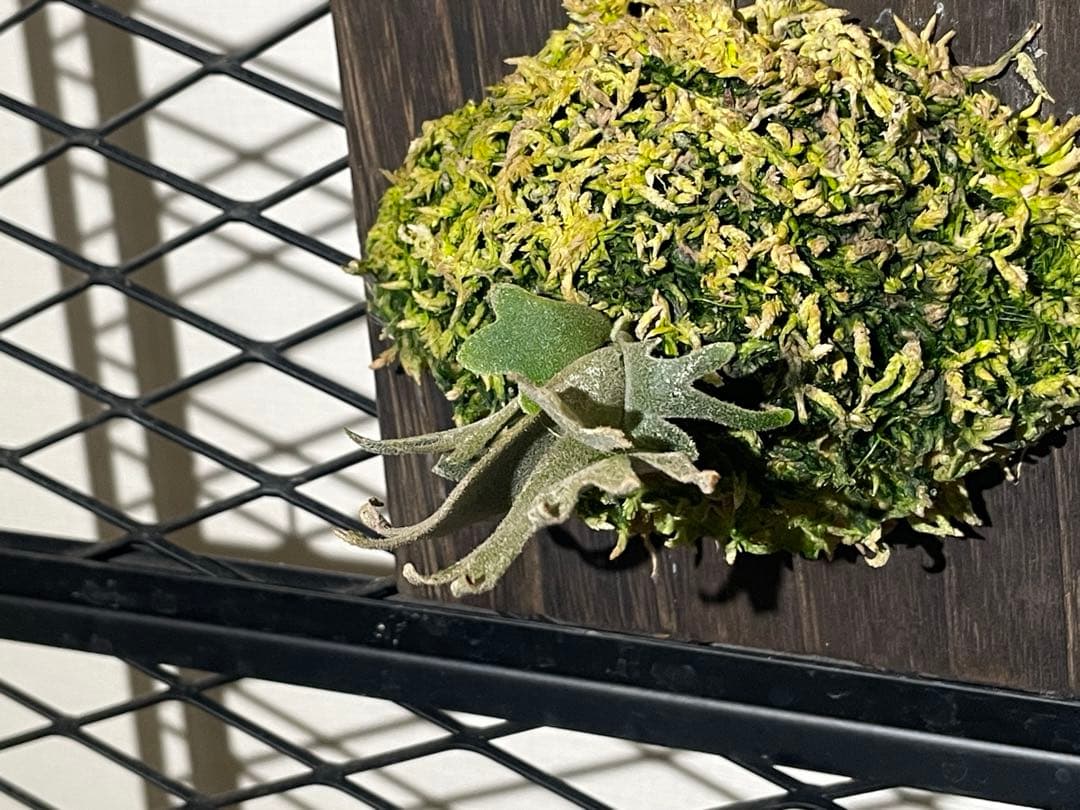 ビカクシダ jenny spore 値下げしました