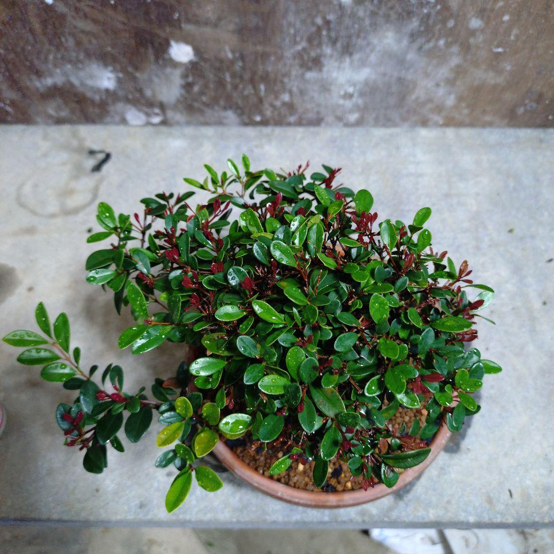 アデク　ゆーきん様専門