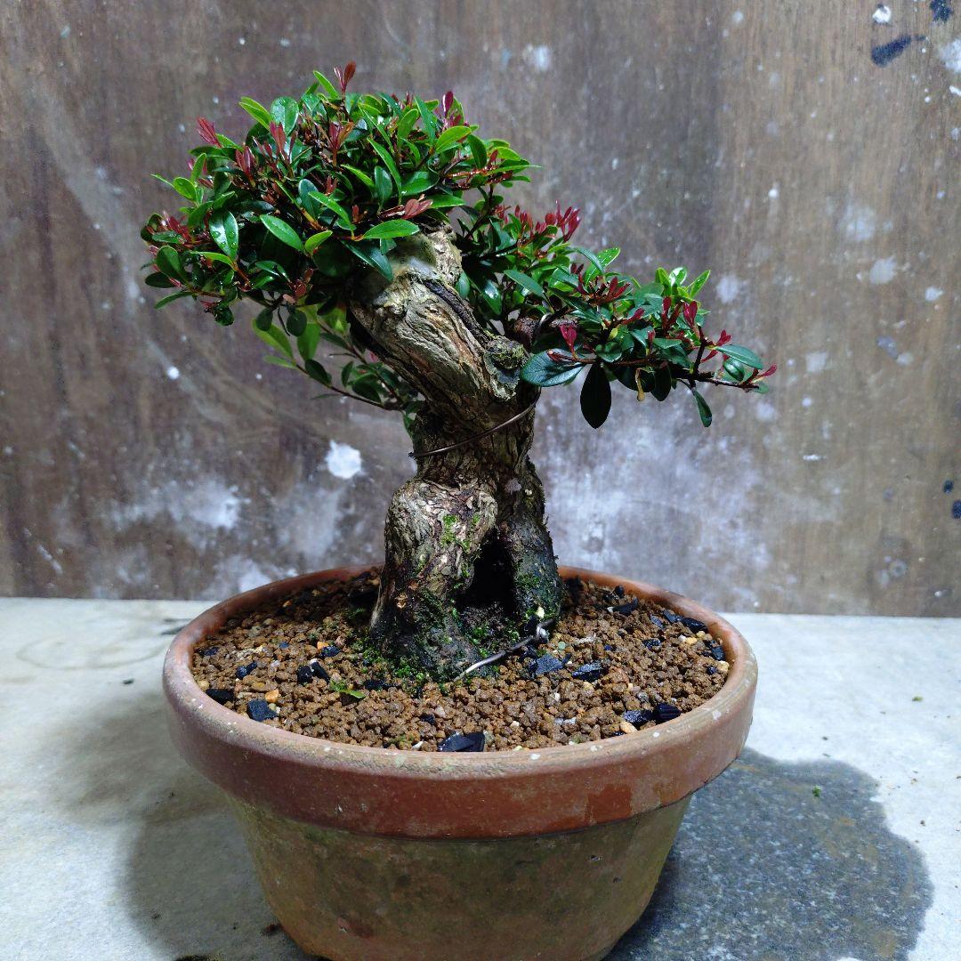 アデク　ゆーきん様専門