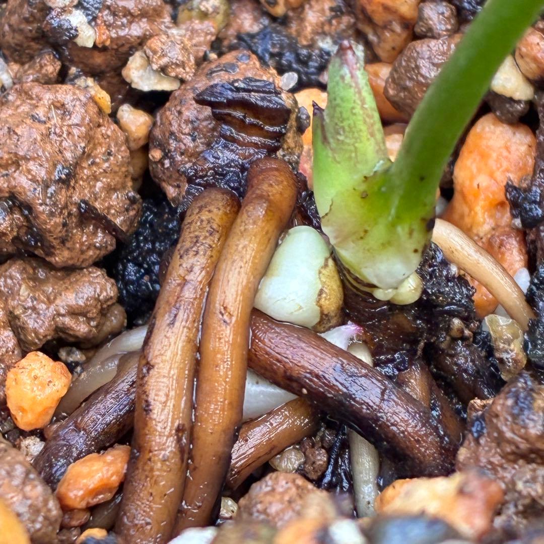 ボ*ト様 ❤️開花株❤️根充実❤️沢山新芽❤️3223⭐️極上⭐️原生地採取実生