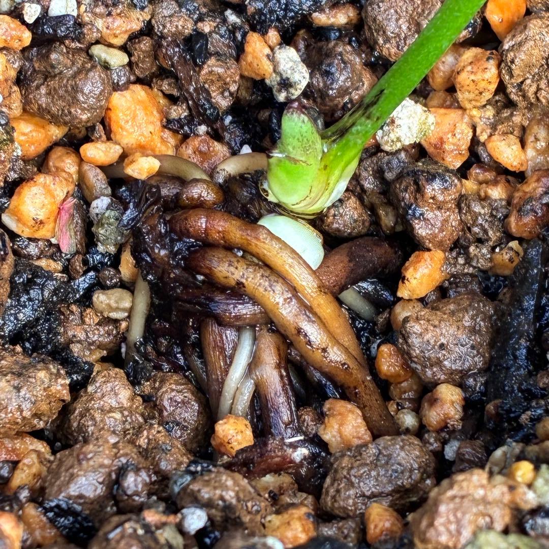 ボ*ト様 ❤️開花株❤️根充実❤️沢山新芽❤️3223⭐️極上⭐️原生地採取実生