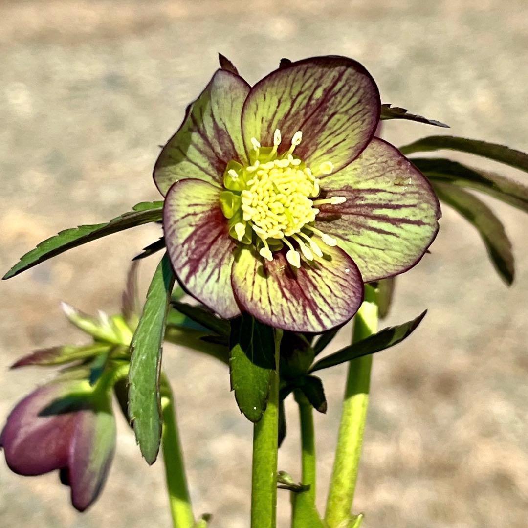 ボ*ト様 ❤️開花株❤️根充実❤️沢山新芽❤️3223⭐️極上⭐️原生地採取実生