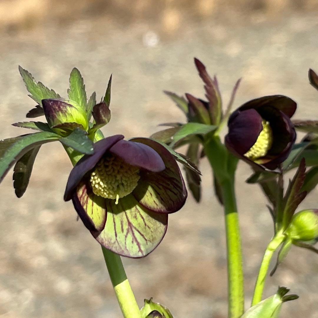 ボ*ト様 ❤️開花株❤️根充実❤️沢山新芽❤️3223⭐️極上⭐️原生地採取実生