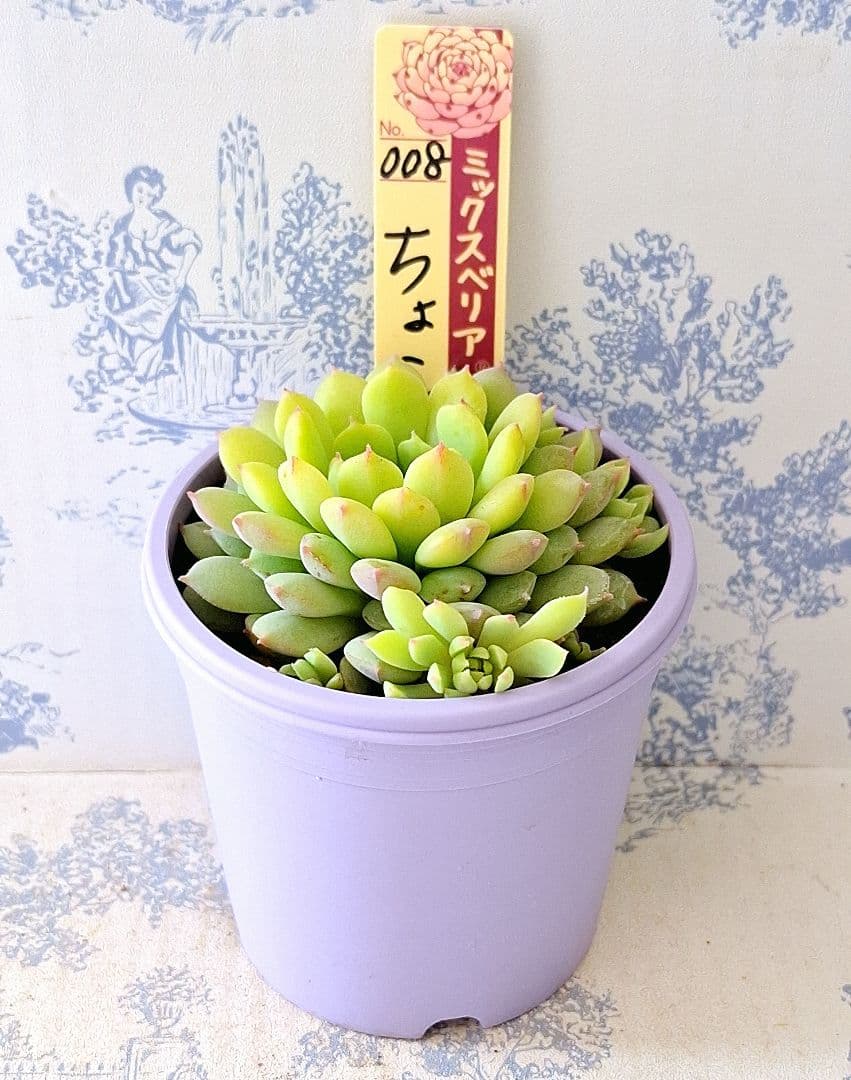 ちょこん 札付きポットごとメルカリ便おらいさん苗ミックスベリア