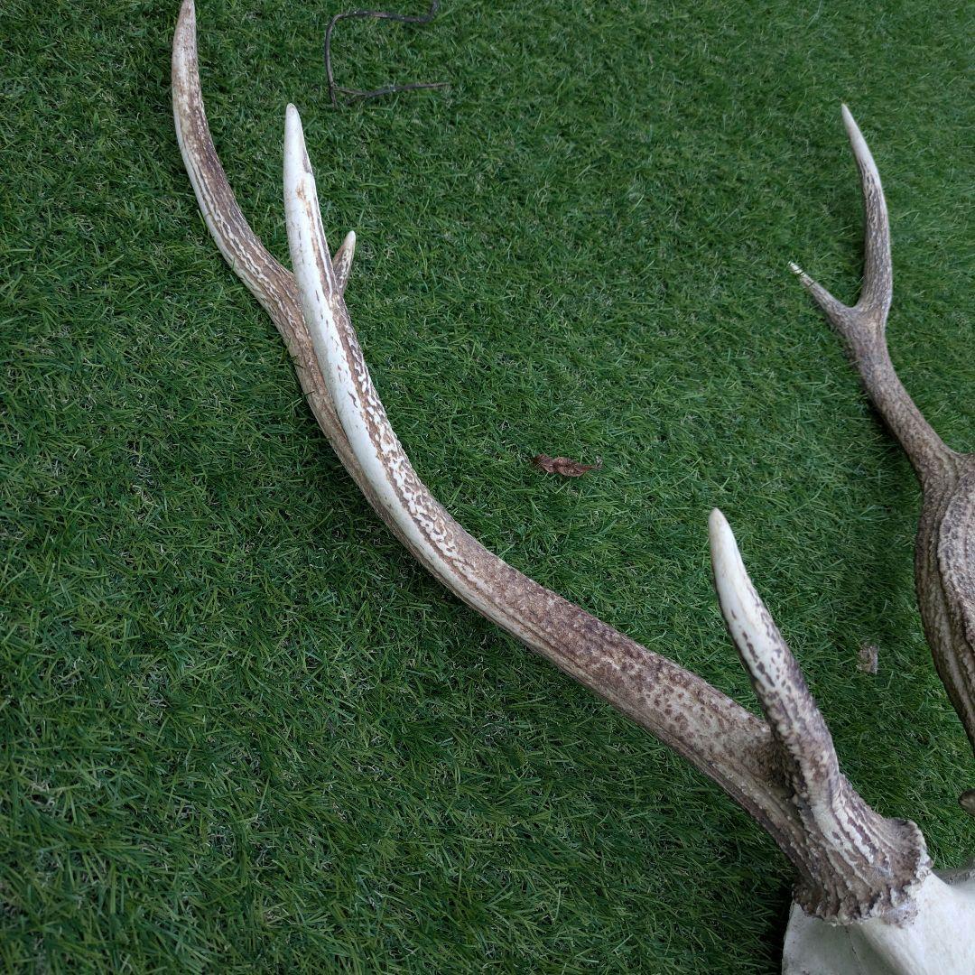 鹿の頭骨 角付き 大きめ ニホンジカ