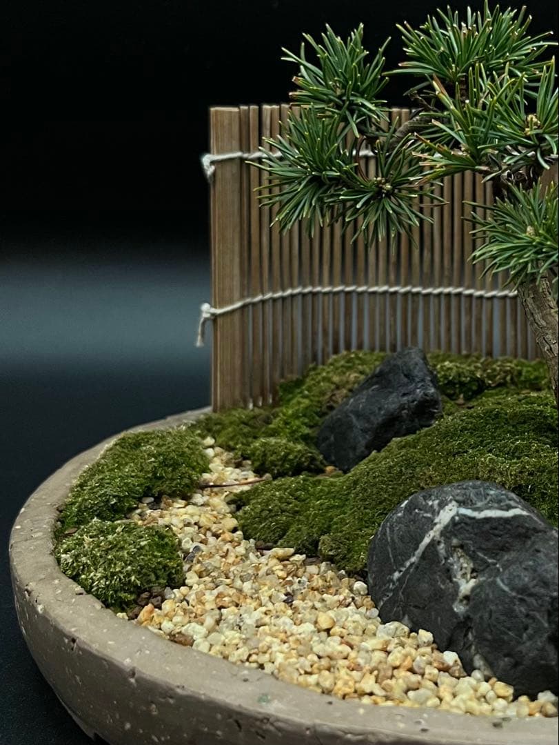 吾妻五葉松の庭（鉢が強風で落下して割れたのを接着剤で補修したので値下げします。）