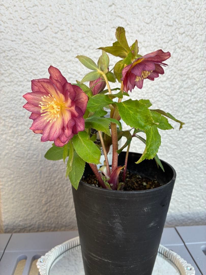 ♡広瀬園芸♡パープルオーレア ピコティグラデーション - メルカリ