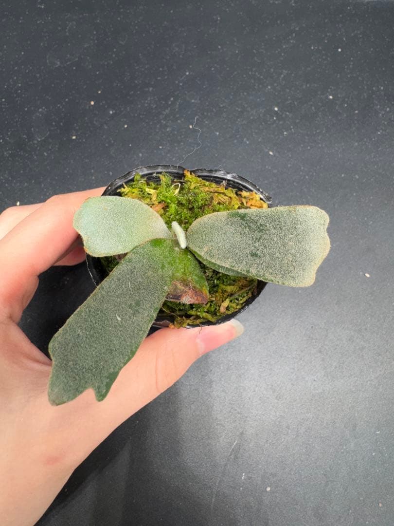 ビカクシダ P. willinckii Jenny TC #002 - メルカリ