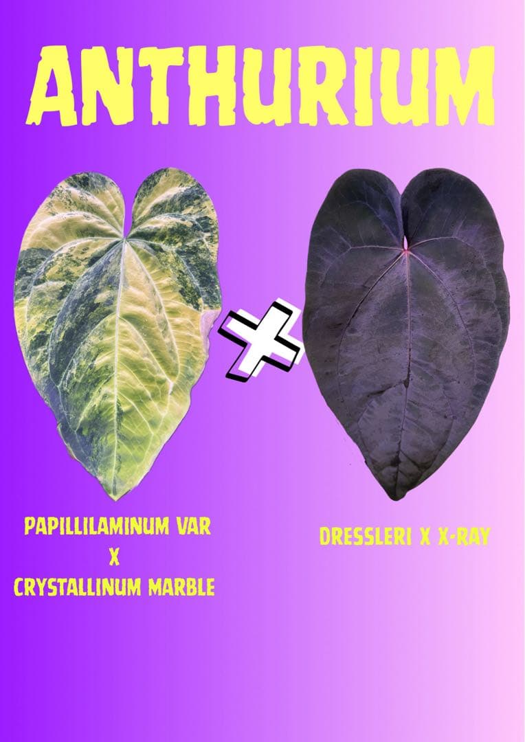 希少 アンスリウム 斑入りハイブリッド アンスリウム sp. ハイブリッド(斑入り) 4号 タイプA｜芳樹園