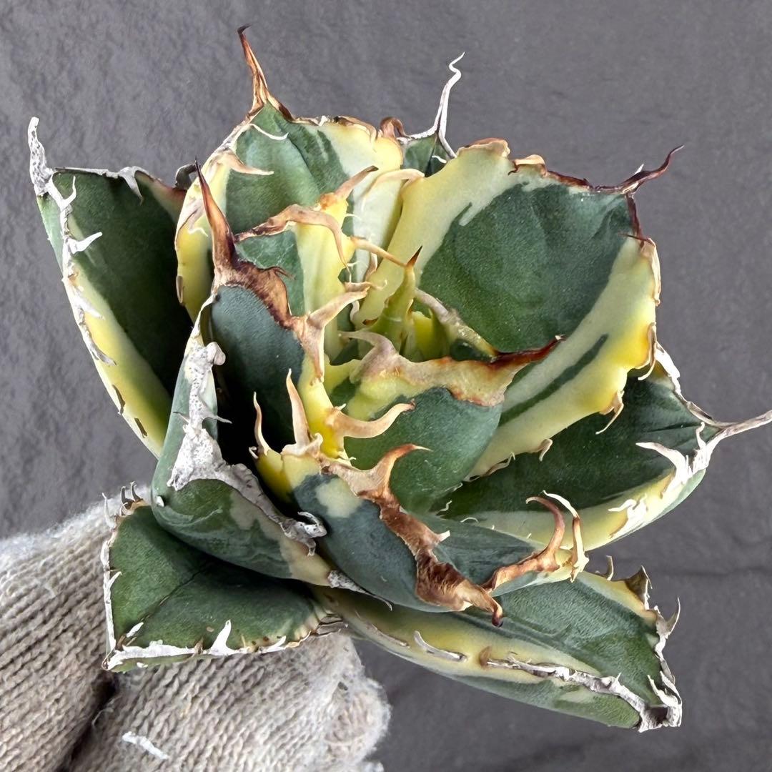 アガベ・チタノタ“白鯨（覆輪斑）”】大株出品/血統株/L13 - メルカリ