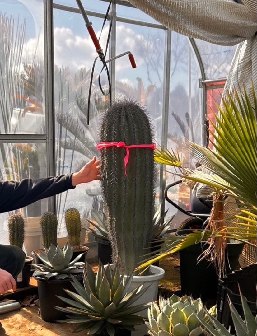 【引き取り限定】特大　弁慶柱　鉢底から120 このサイズはレア　発送の場合着払い 引き取り限定】特大 弁慶柱 鉢底から120 このサイズはレア 発送の場合