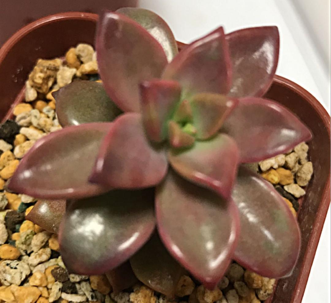 ピーチ姫② ブロンズ姫錦　カット苗　おまけ付き♡