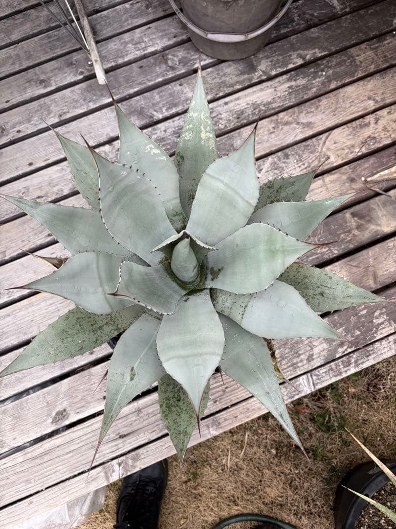 耐寒性アガベ パリー ウェイクフィールド大株◇吉祥天ドライガーデン