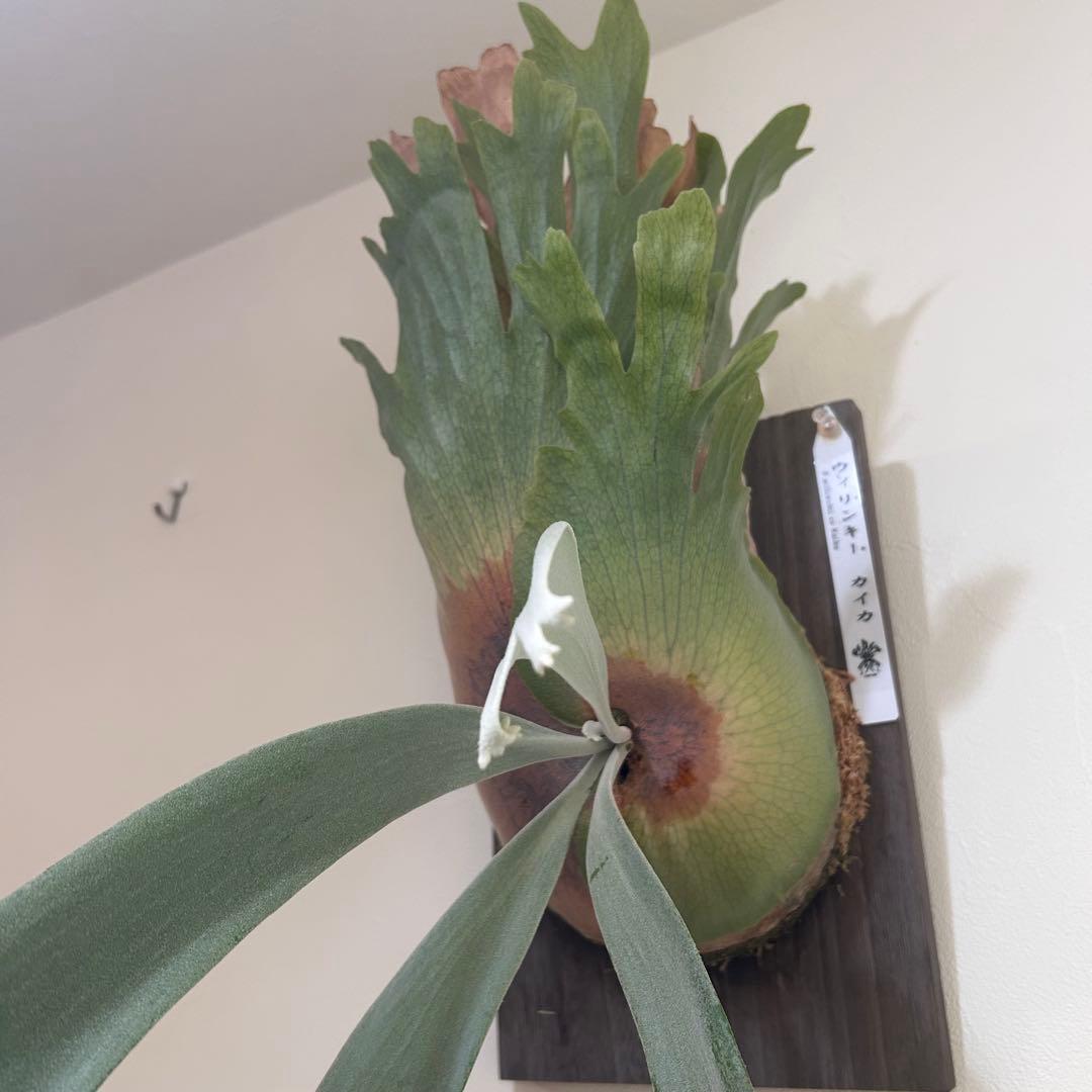 P. willinckii cv kaika 板付 子株 ビカクシダ - メルカリ