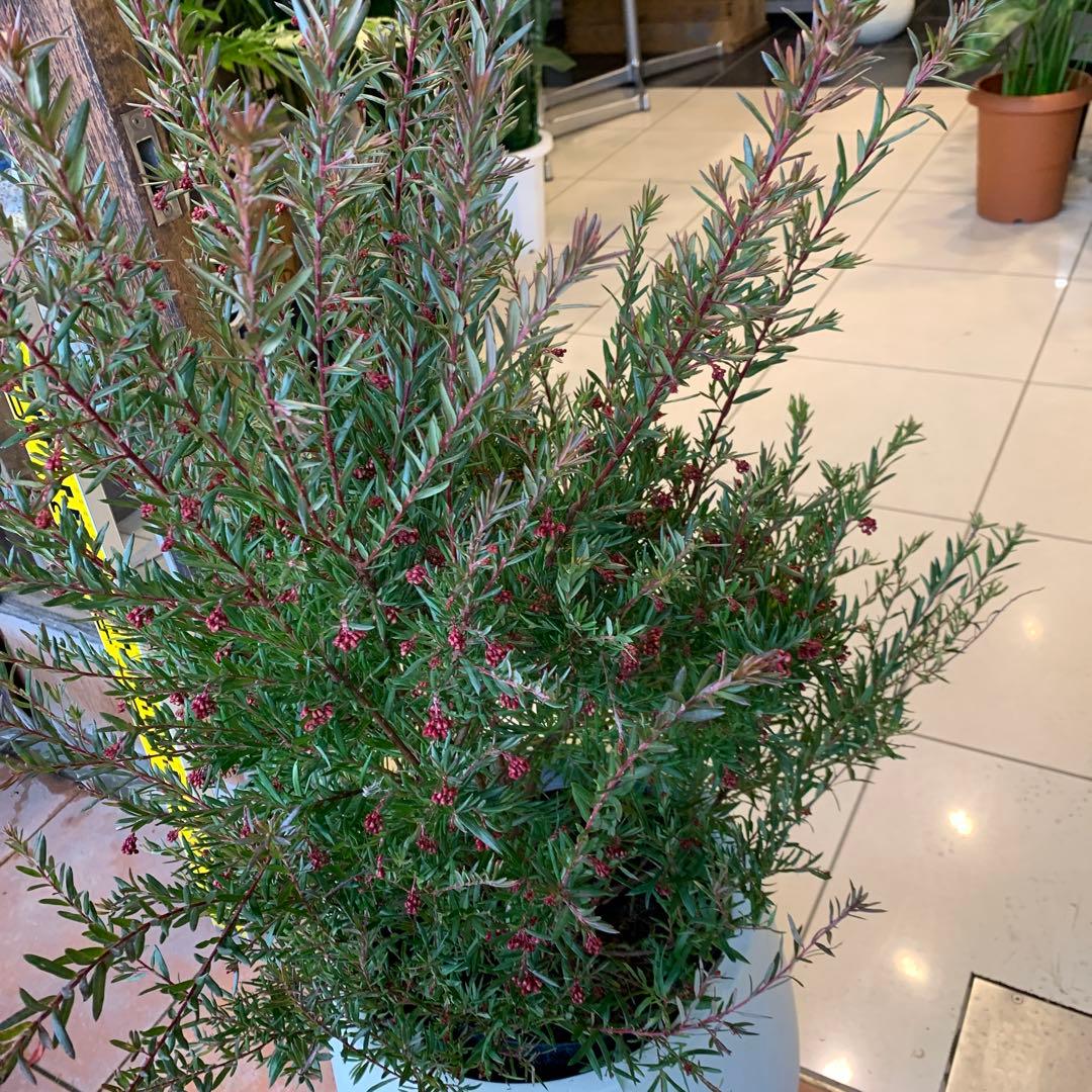 グレビレア ジョンエバンス ファイバー鉢 - メルカリ