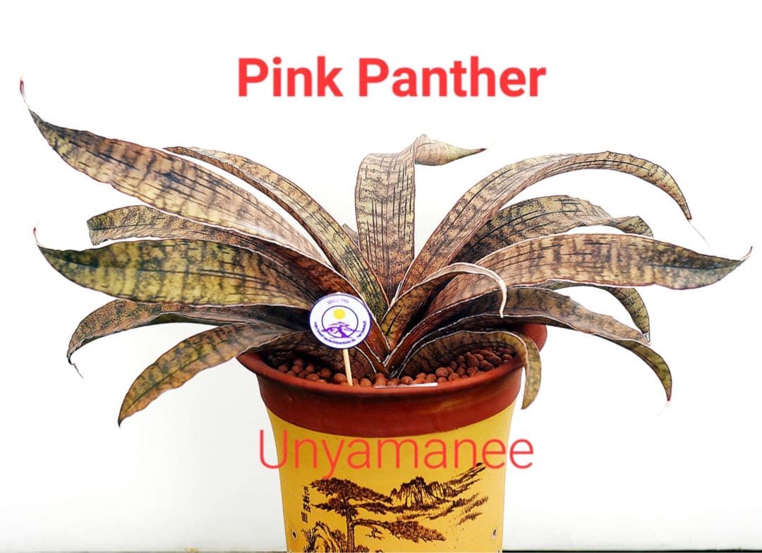 EMP サンセベリア ピンクパンサー OC株 / レア SA348 - メルカリ