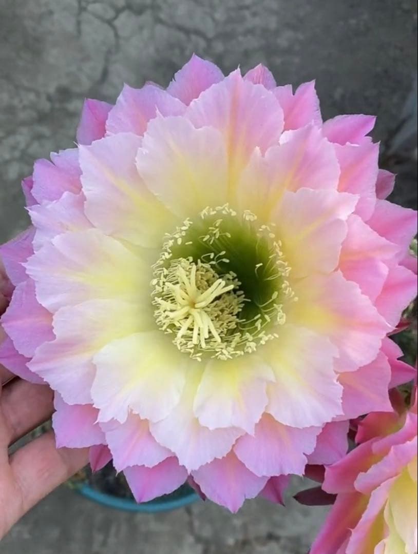 多肉植物 花サボテン 河岸