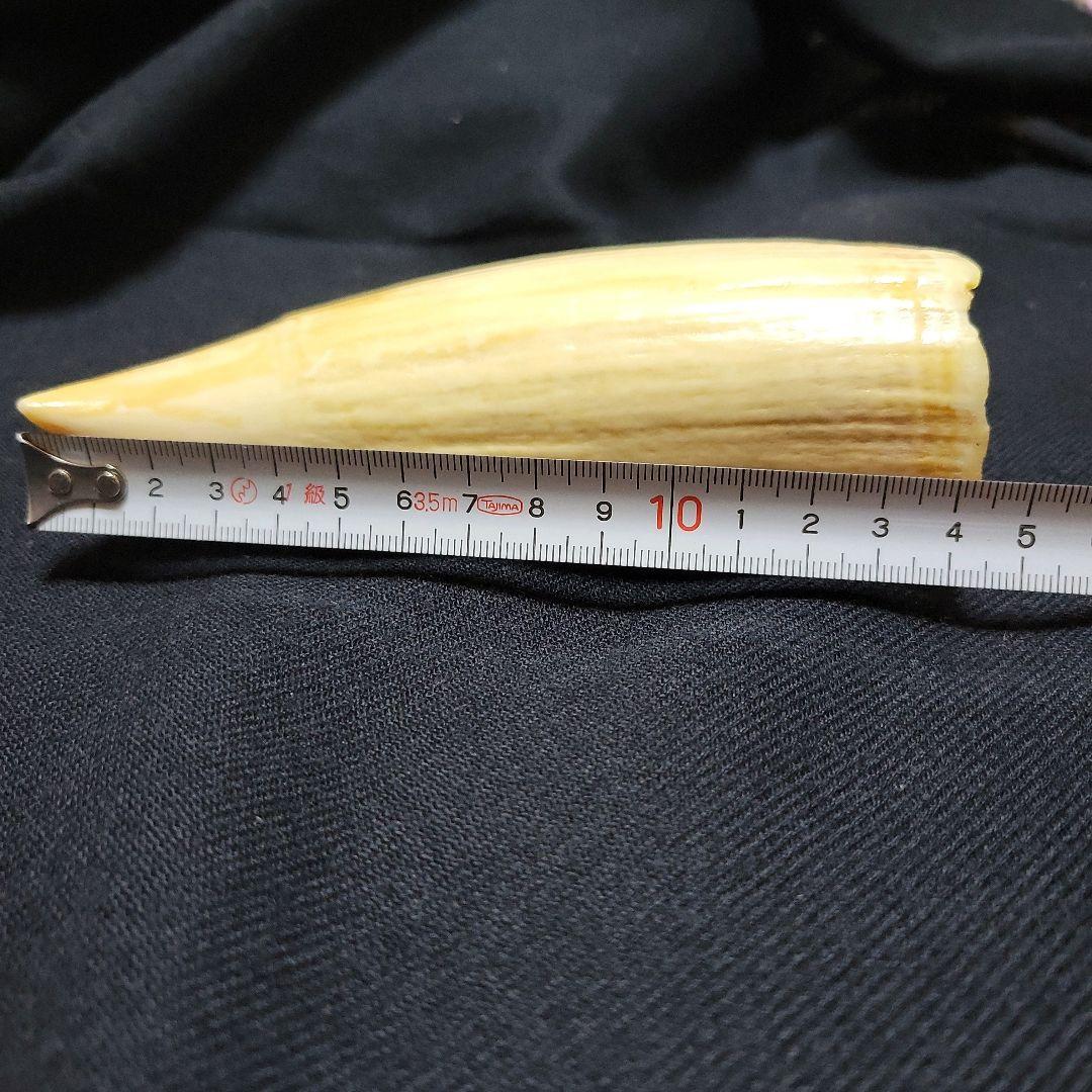 ☆　マッコウクジラ　鯨牙292.6g天然素材　印材　鯨牙　鯨歯 ☆ マッコウクジラ 鯨牙292.6g天然素材 印材 鯨牙 鯨歯