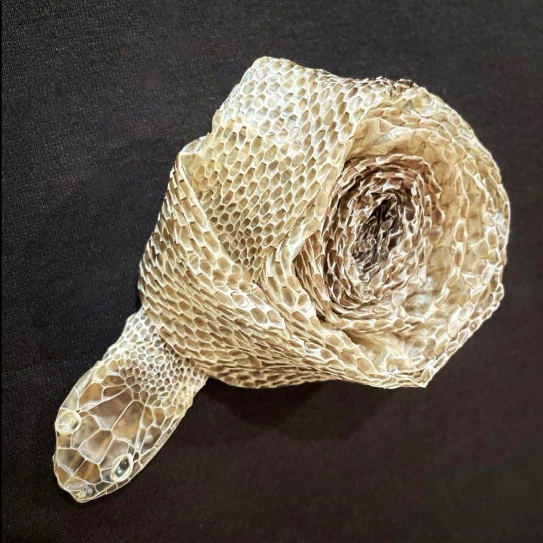 蛇の抜け殻 アオダイショウ - メルカリ