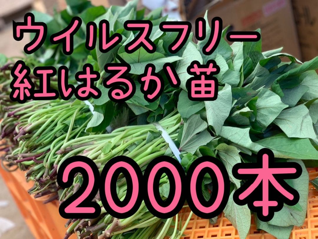 【予約受付中】紅はるか苗☆ウイルスフリー 2,000本 4月上旬から発送開始 予約】紅はるかの切り苗 1束30本【送料730円】【お届け日指定不可】