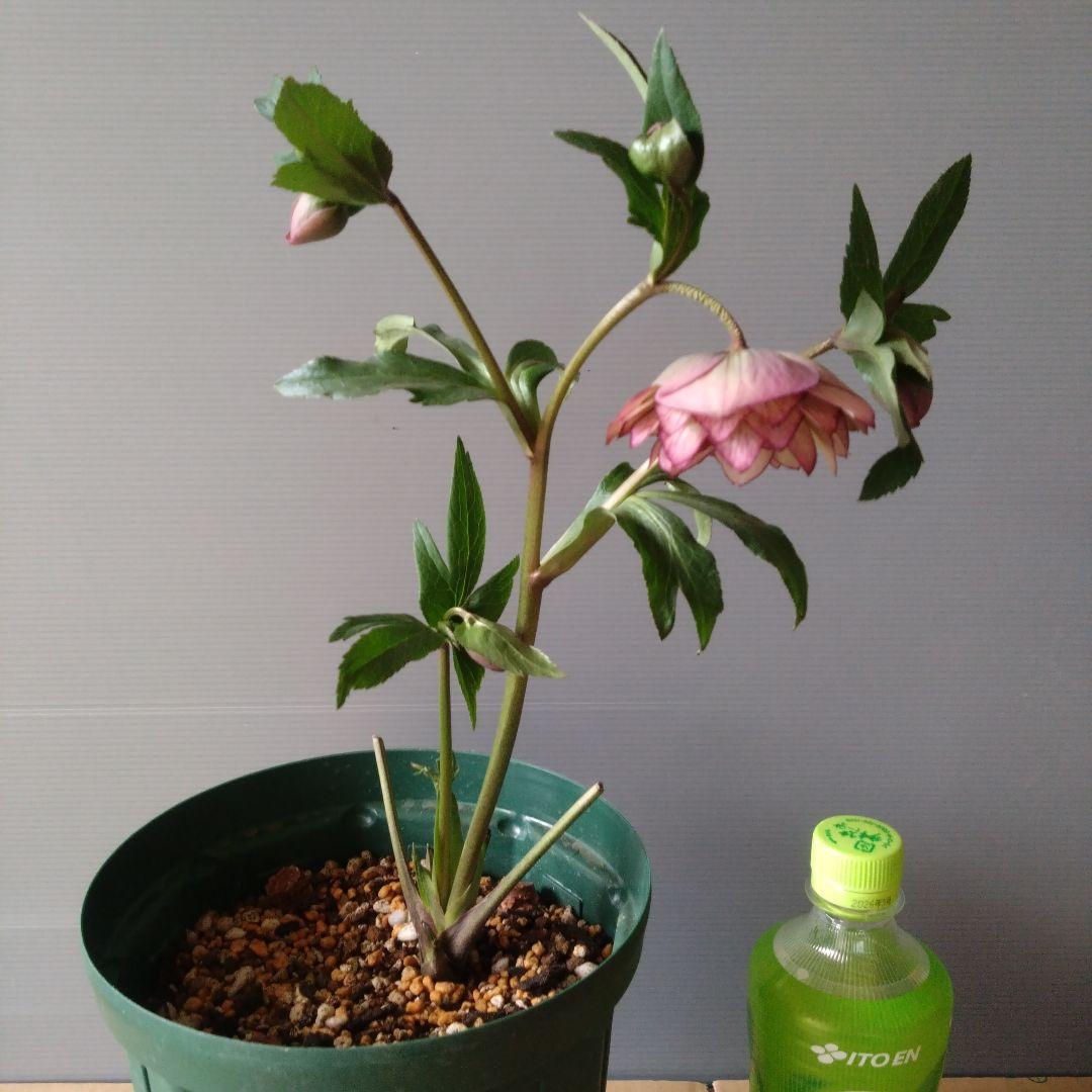 クリスマスローズ 多弁系 ダークピンクピコティdd 開花株 - メルカリ