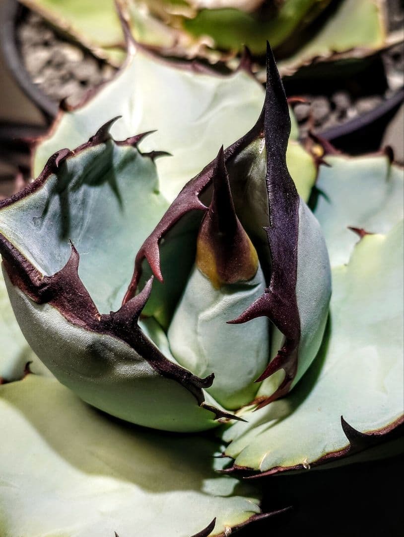 アガベ チタノタ dennisB05 子株 青犀牛