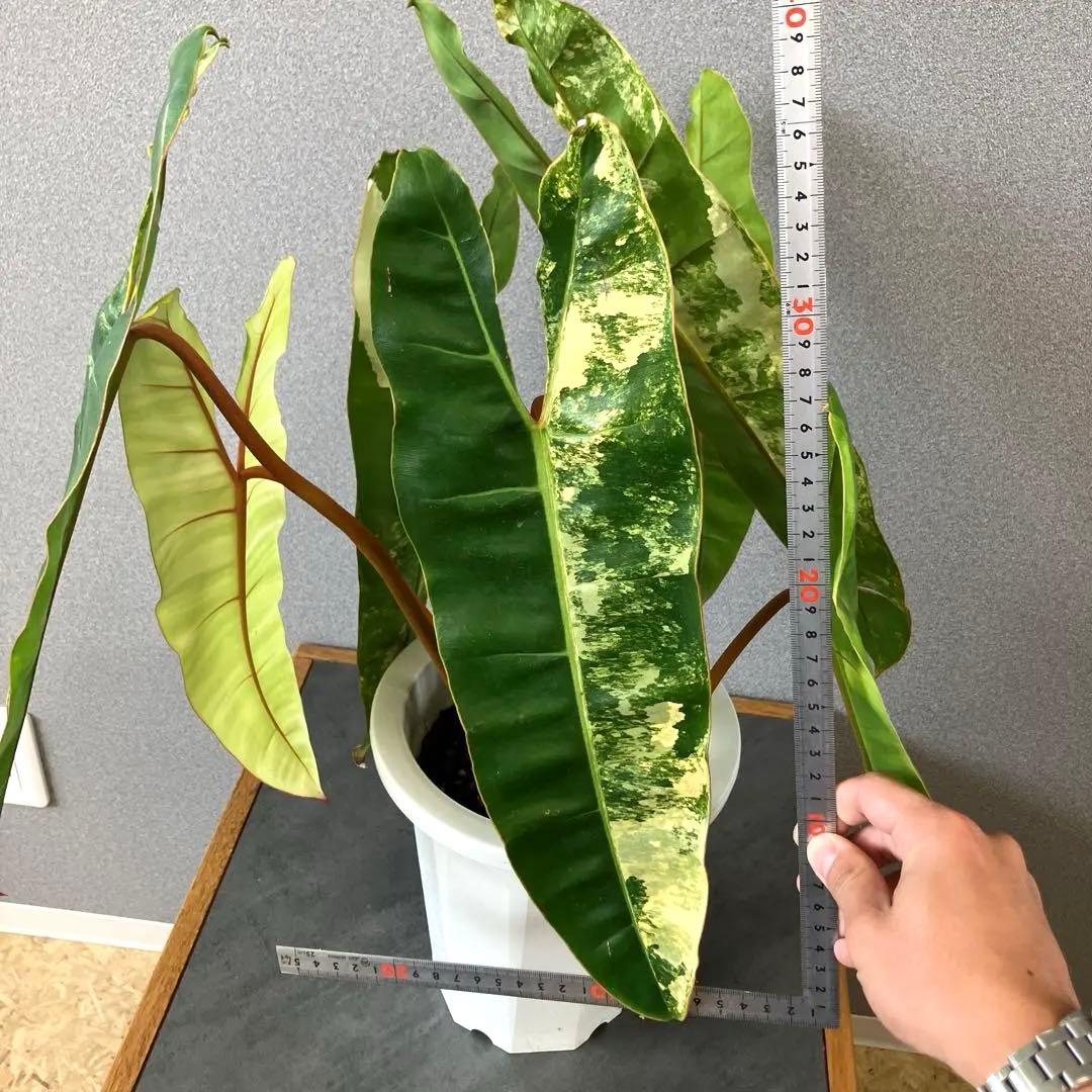 超絶希少❗️サイズ大❗️フィロデンドロン　ビレッティア　斑入り✨ フィロデンドロン・ビレッティア 斑入り 3.5号サイズ – RARE PLANTS