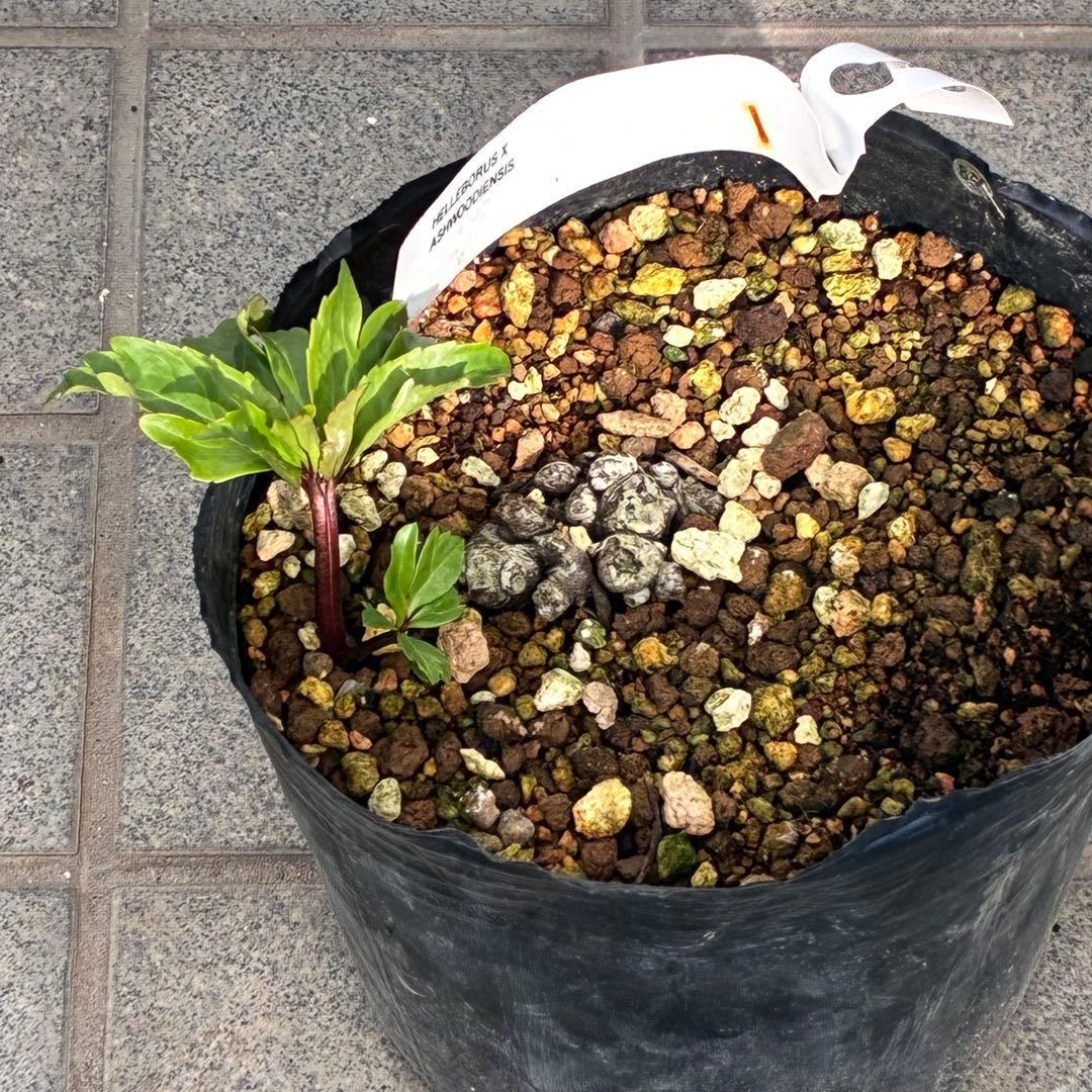 オ*ン様 ☘️超レア☘️❤️根充実❤️しっかり新芽❤️846Ash【ASHWOO