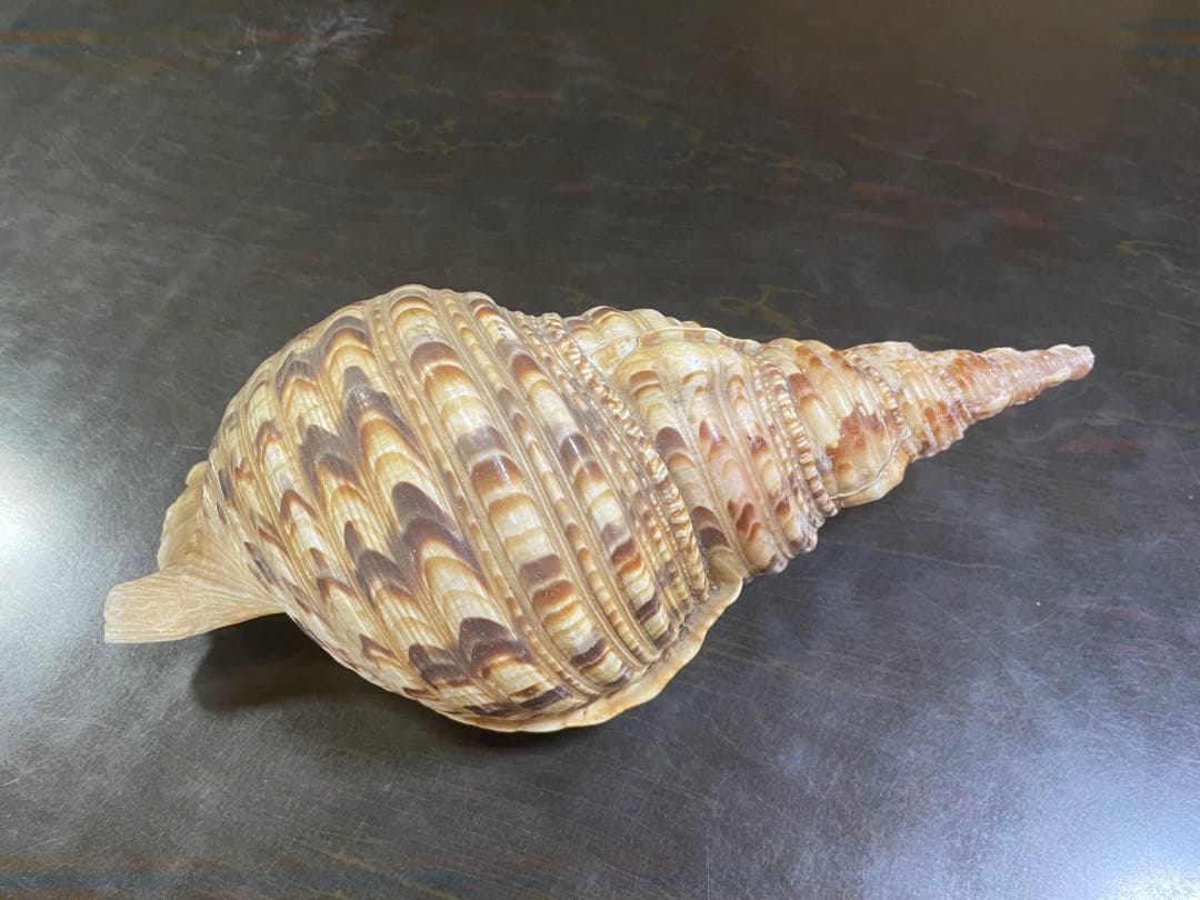 法螺貝 32cm - メルカリ